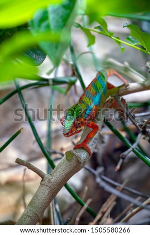 Adult male Chameleon on a branch. Close-up, photographed against the background of the jungle. Color changer reptile animal chamaeleo