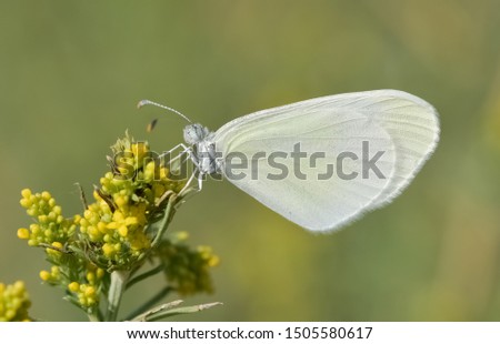 white butterfly that feeds on flowers