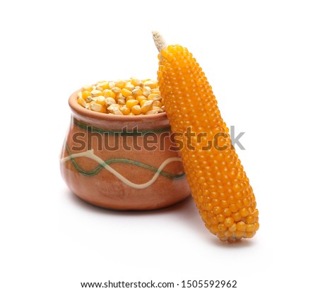 Cob of popcorn, yellow corn grain in clay pot isolated on white background