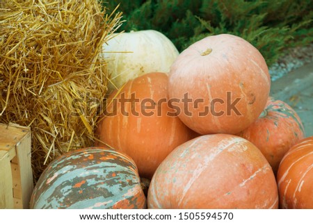 Pictures orange, autumn pumpkins in the manger