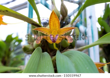 the image of the orange orchid in Garden