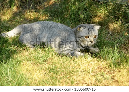 Scottish cat outside on the green grass lawn playing with sunshine lights rays. Cats on the sun on summer spring warm days. Holidays vacation. Lovely cute pets picture. Gray and white cat.