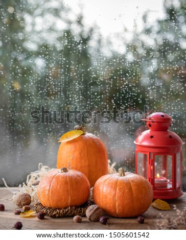 orange raw pumpkins with autumn leaves, nuts and a burning lantern on a background of a window with raindrops
