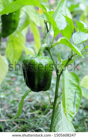Bulgarian pepper on a Bush in the garden.