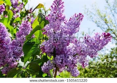 lilac branch on a background of green leaves and blue sky. Photo