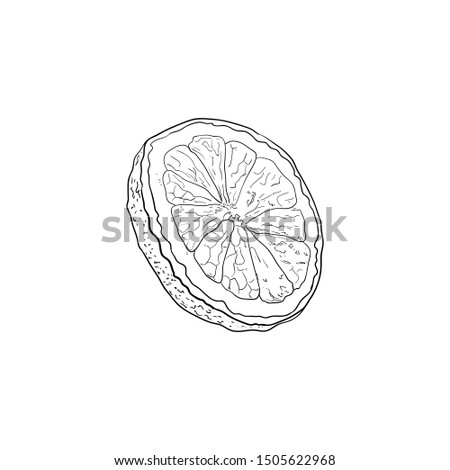 Lemon Slice, Lemonade Ingredient Hand Drawn Illustration, Outline Drawing Isolated on White Background.