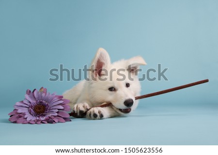 White shepherd puppy biting in the flower stalk of a purple flower