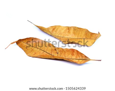 MANGO DRIED LEAVES ISOLATED ON WHITE BACKGROUND FOR YOUR BUSINESS