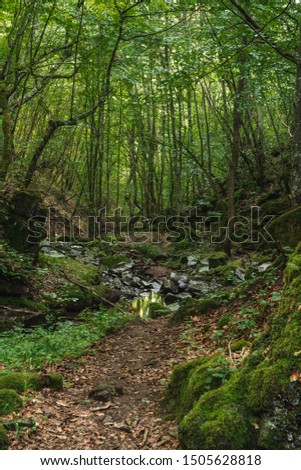 Path through the beautiful green forest, mossy rocks and yellow foliage