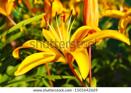 Beautiful yellow lily flower. Close-up. Background. Scenery.