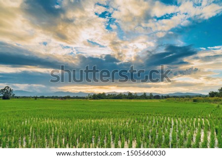 Natural scenic beautiful field sunset and green field agricultural background