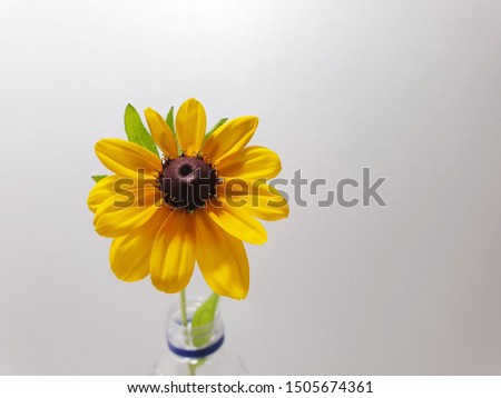 Beautiful Yellow Ludbeckia Flowers Image