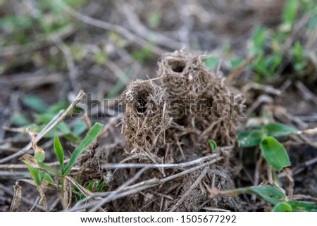 Ant hole with grass stalks