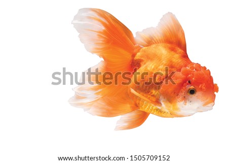 Goldfish open mouth & trying to breathe on surface water pump with clipping path