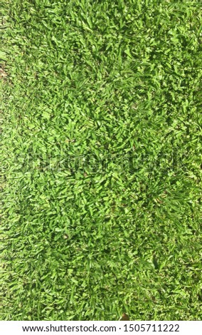 Texture of Green grass for backdrop and background.