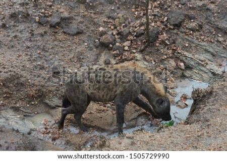 A hyena in the rain in the Kruger National Park, South Africa