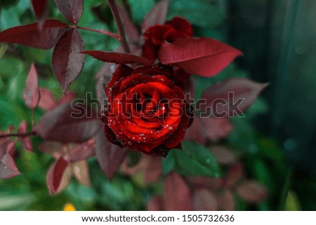Red rose on a background of beautiful green foliage