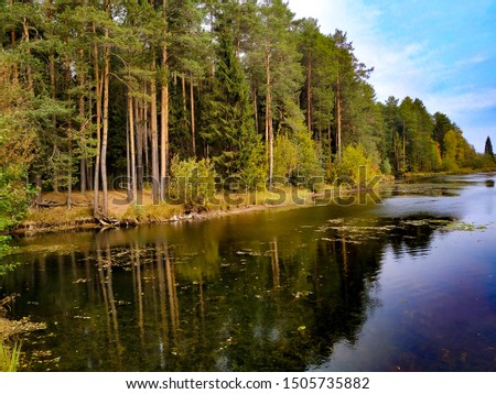 Beautiful landscape of the forest near the pond.