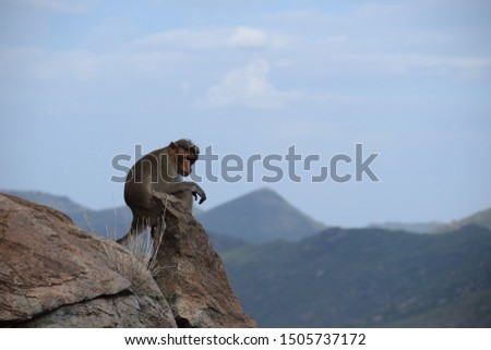 Single Monkey sitting on the top of rock alone.