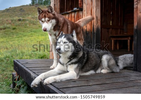 adorable portrait of amazing healthy  adult two husky dogs 