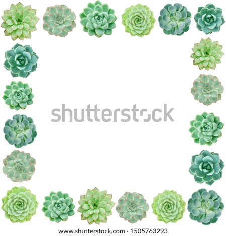Overhead of Mix Echeveria Succulent Plants Square Frame Arrangement White Background