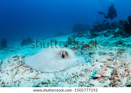 A Porcupine Stingray hiding in the sand on a coral reef