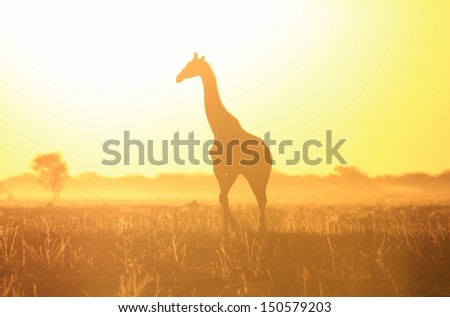 Golden Sunset and Giraffe Silhouette - Wildlife Scenery from Africa - Beautiful Peace