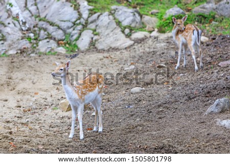 Young cute bambys in a natural field. Little fawn looking for hunts. Bambi deer in wildlife background. Beautiful baby deer in alert.