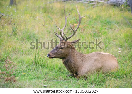 White-tailed deer buck resting in the grass during the rut in autumn season. Buck at maturity age in the period of crossing with the female. Portrait of noble deer male in the wild landscape. 