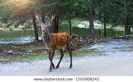 Deer at maturity age in the period of crossing with the female. Red deer on alert look for hunters. Hunting period of the cervus in Canadian or american forests. Portrait of buck in the wild landscape