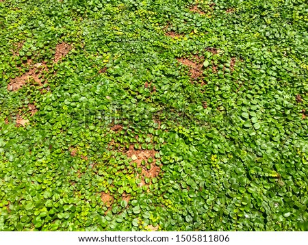 Evolvulus nummularius or Roundleaf bindweed for garden suitable for background 