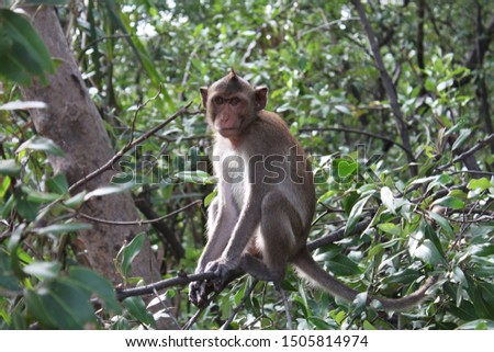 Macaque on a tree in the jungle Asia Thailand