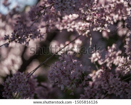 Selective focus of Beautiful cherry blossom