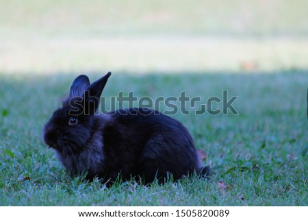 nice black bunny on a green meadow