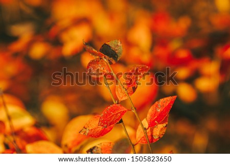 Photo of autumn leaves on blurred background