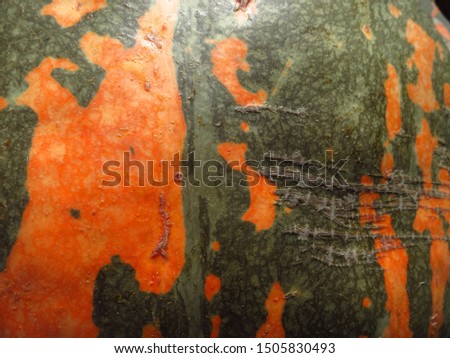 Background orange-green pumpkin closeup. Striped pumpkin