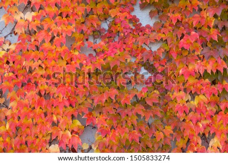 autumn ivy leaves on a gray wall background