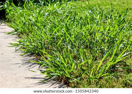 Crab Grass Weed in the Lawn