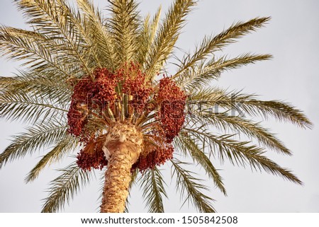 palm tree with date fruits against blue sky, toned photo