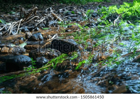 Water river with plants and vegetation