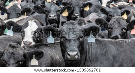 Banner of a group of Angus crossbred cattle closely packed together looking at the camera
