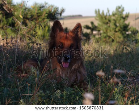 Dog, German shepherd lies on a green grass among