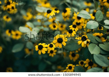 many yellow flowers on a green background. Rudbeckia.
