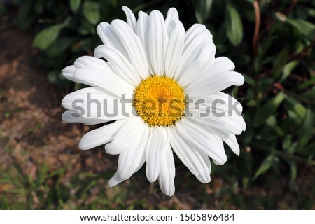 Picture of a beautiful daisy!!