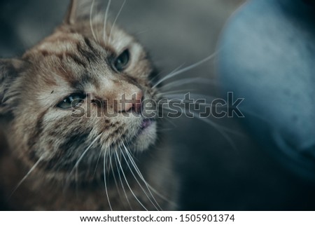 Portrait of old cat veteran