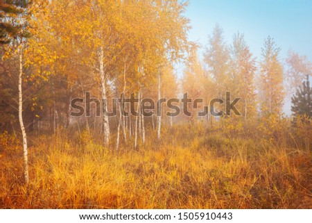 Beautiful autumn misty morning landscape. Yellow trees and high grass at scenic meadow.