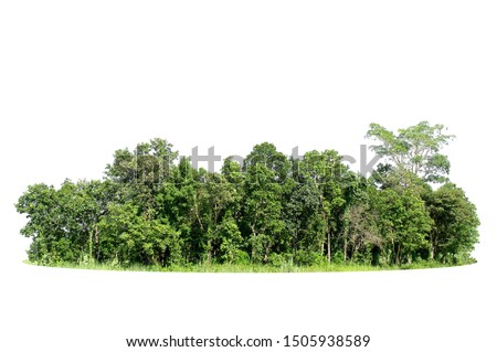 Group of tree isolated on white Royalty-Free Stock Photo #1505938589