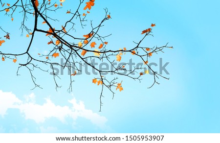 late maple leaves on branch tree. fall leaves trees against blue sky. autumn nature season landscape background. copy space