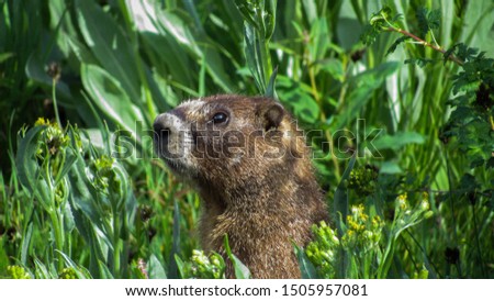 Cute Colorado groundhog poking out of the grass