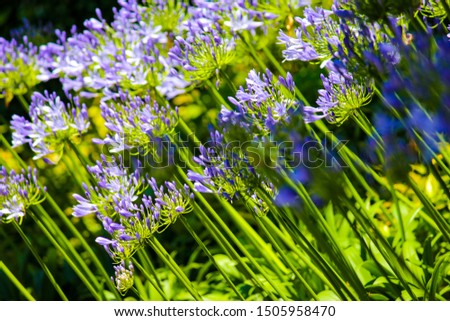 groups of purple agapanthus lit by the sun in the garden of balbianello villa in the comune of Lenno, Italy, overlooking Lake Como.